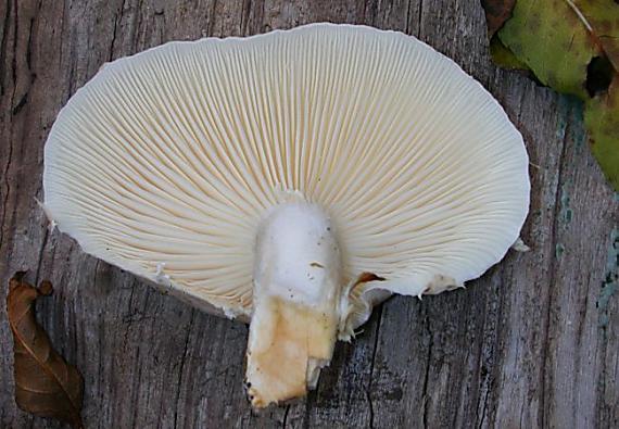 hlíva dubová Pleurotus dryinus (Pers.) P. Kumm.