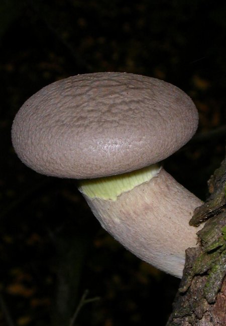 hlíva dubová Pleurotus dryinus (Pers.) P. Kumm.