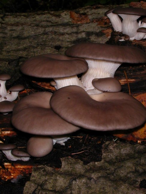 hlíva ústřičná Pleurotus ostreatus (Jacq.) P. Kumm.