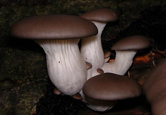 hlíva ústřičná Pleurotus ostreatus (Jacq.) P. Kumm.