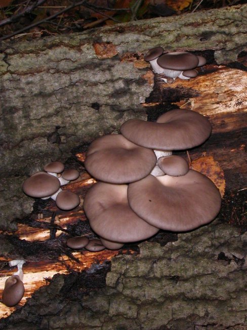 hlíva ústřičná Pleurotus ostreatus (Jacq.) P. Kumm.