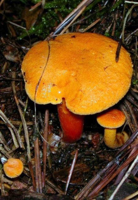 lištička pomerančová Hygrophoropsis aurantiaca (Wulfen) Maire