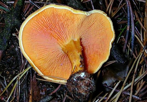 lištička pomerančová Hygrophoropsis aurantiaca (Wulfen) Maire