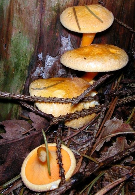 lištička pomerančová Hygrophoropsis aurantiaca (Wulfen) Maire