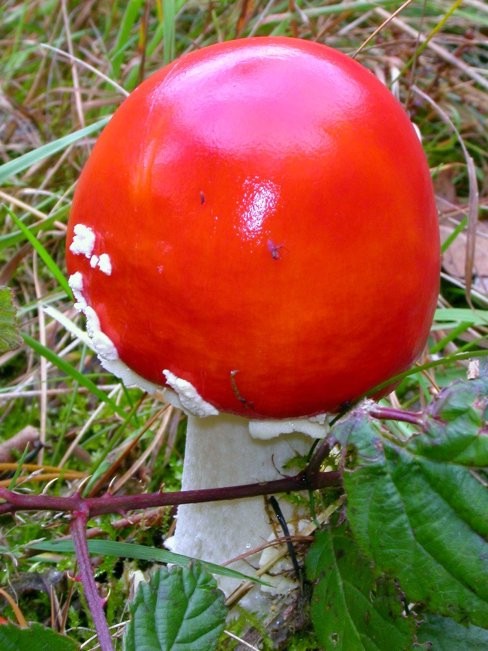 muchomůrka červená Amanita muscaria (L.) Lam.