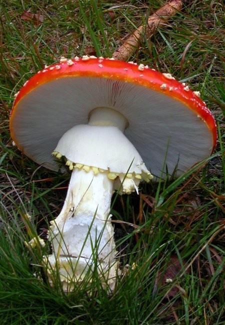 muchomůrka červená Amanita muscaria (L.) Lam.