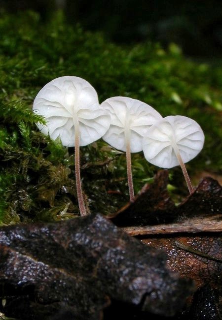 špička listová Marasmius epiphyllus (Pers.) Fr.