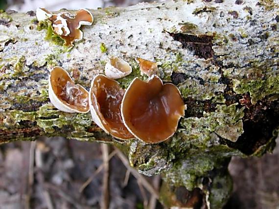 mušlovka plstnatá Schizophyllum amplum (Lév.) Nakasone