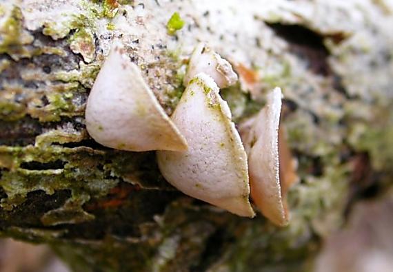 mušlovka plstnatá Schizophyllum amplum (Lév.) Nakasone