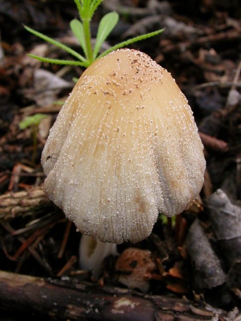 hnojník sp.? Coprinus sp.?