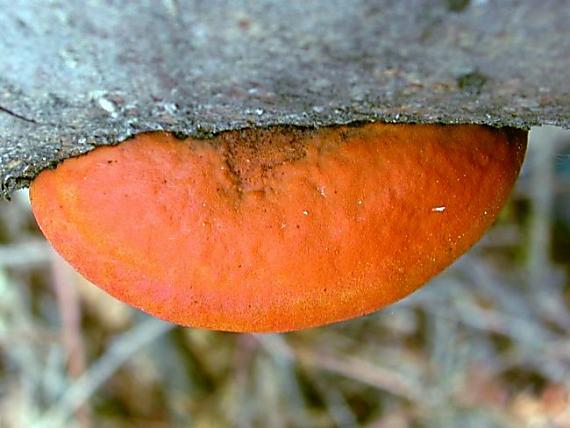 outkovka rumělková Pycnoporus cinnabarinus (Jacq.) P. Karst.