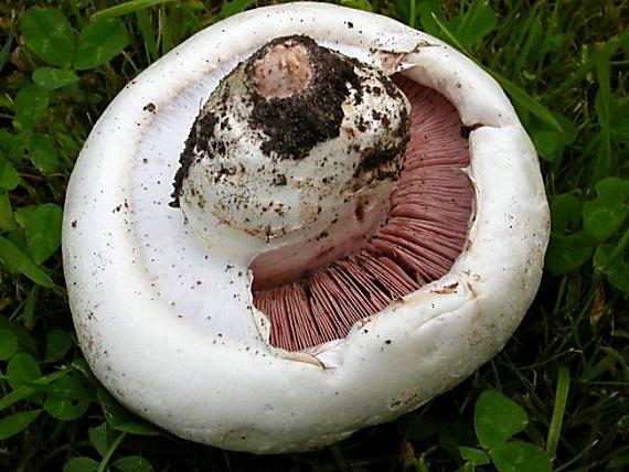 pečiarka smradľavá Agaricus bernardii Quél.