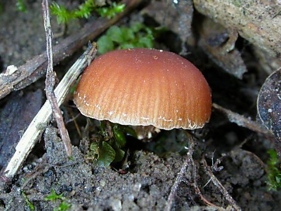 kržatka zimní Tubaria furfuracea (Pers.) Gillet