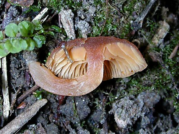 kržatka zimní Tubaria furfuracea (Pers.) Gillet