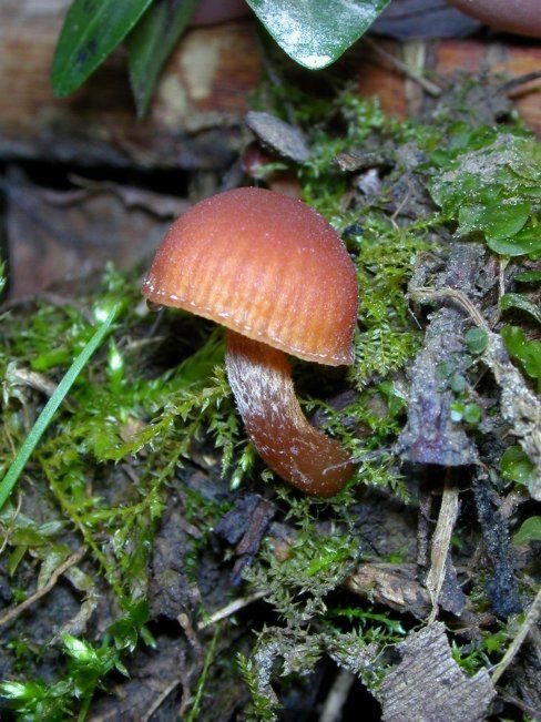 kržatka zimní Tubaria furfuracea (Pers.) Gillet