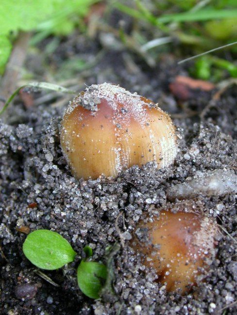 hnojník třpitivý Coprinellus micaceus (Bull.) Vilgalys, Hopple & Jacq. Johnson