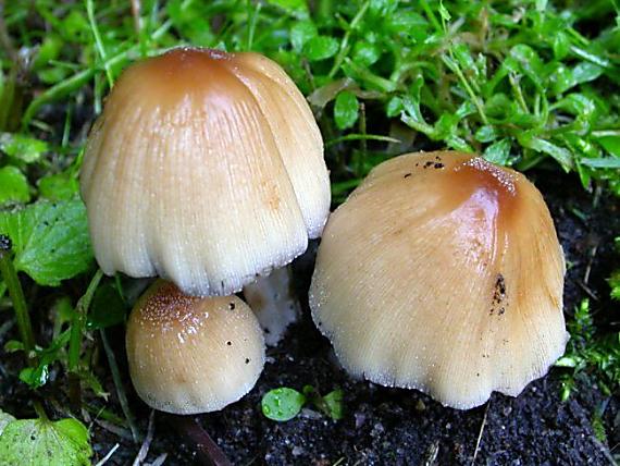 hnojník třpitivý Coprinellus micaceus (Bull.) Vilgalys, Hopple & Jacq. Johnson