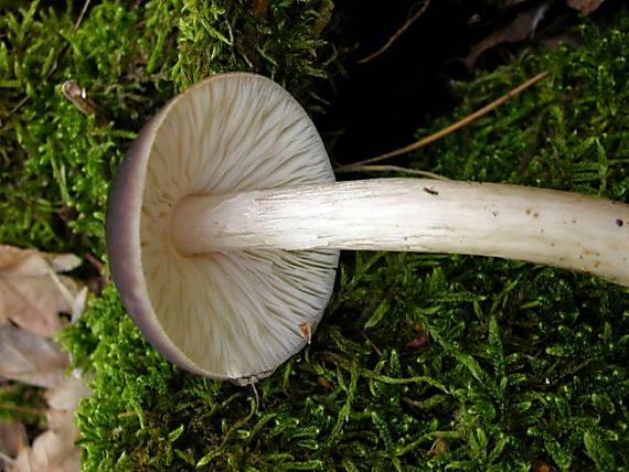 štítovka jelení Pluteus cervinus (Schaeff.) P. Kumm.