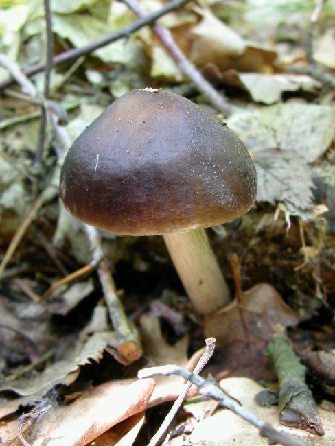 štítovka jelení Pluteus cervinus (Schaeff.) P. Kumm.