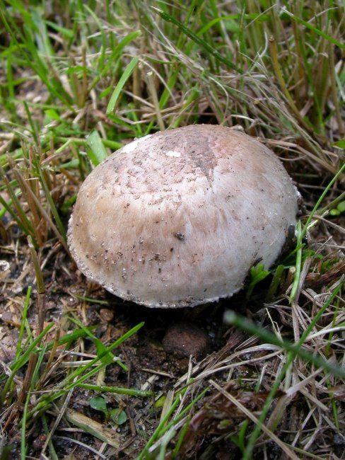 pečárka Agaricus sp.