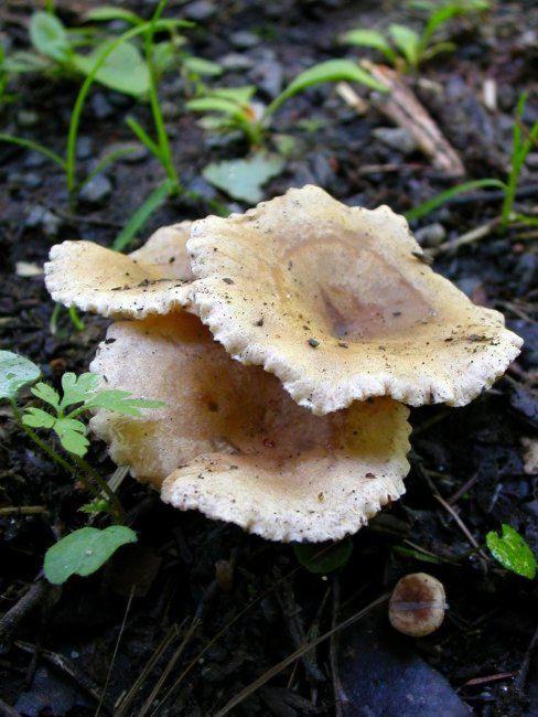 strmělka sp.?? Clitocybe sp.?