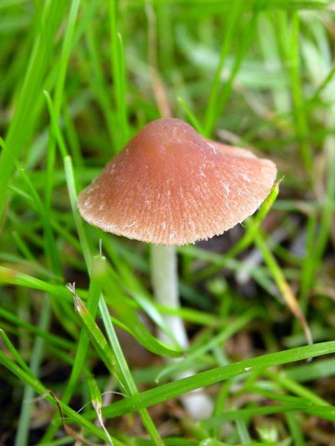 hodvábnica Entoloma sp.