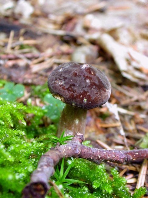 ryzec černohlávek Lactarius lignyotus Fr.