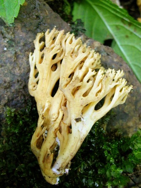 kuřátka sp. ? Ramaria sp.