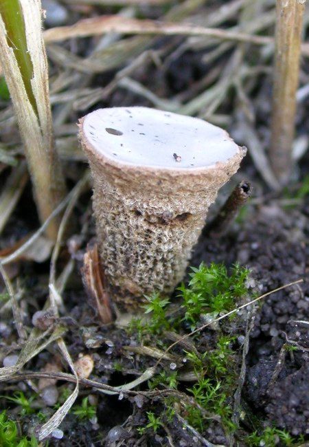 číšenka hrnečková Cyathus olla (Batsch) Pers.