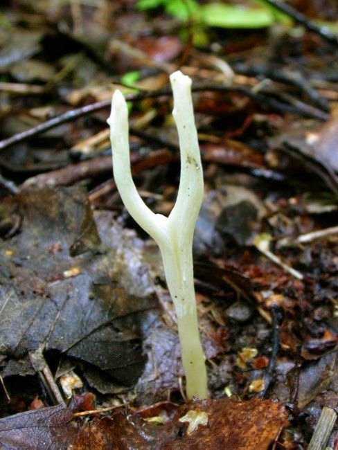 pakonárovka Clavulinopsis sp.