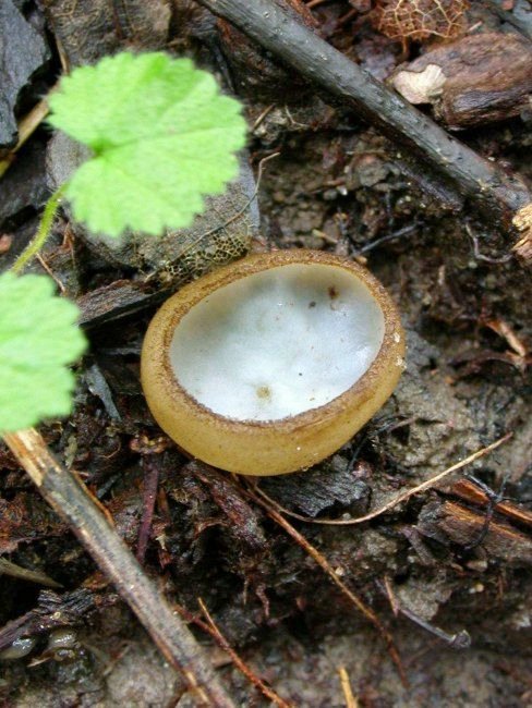 humária polguľovitá Humaria hemisphaerica (F.H. Wigg.) Fuckel