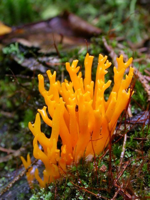 parôžkovec lepkavý Calocera viscosa (Pers.) Fr.