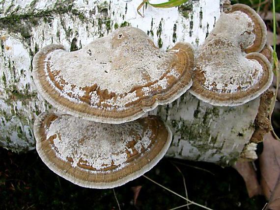 sieťkovček červenkastý Daedaleopsis confragosa (Bolton) J. Schröt.