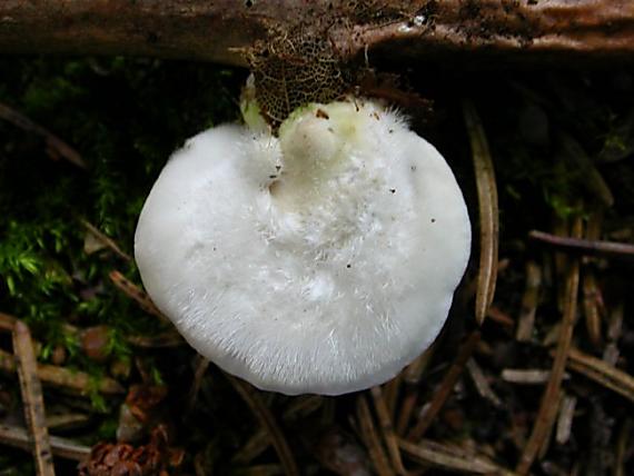 trúdnikovec chlpatý Trametes hirsuta (Wulfen) Lloyd