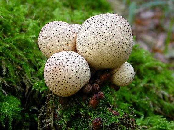 prášnica hruškovitá Lycoperdon pyriforme Schaeff.