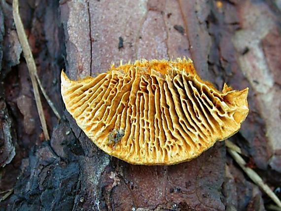 trámovka plotová Gloeophyllum sepiarium (Wulfen) P. Karst.