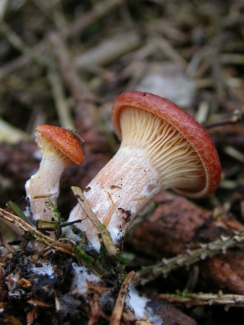 strmuľka Clitocybe sp.