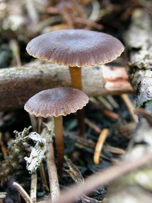 uhľovka lúčovitá Myxomphalia maura (Fr.) Hora