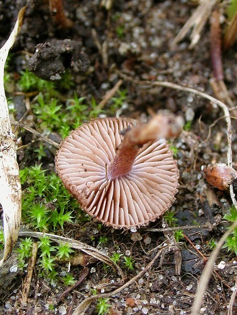 vláknice Inocybe sp.