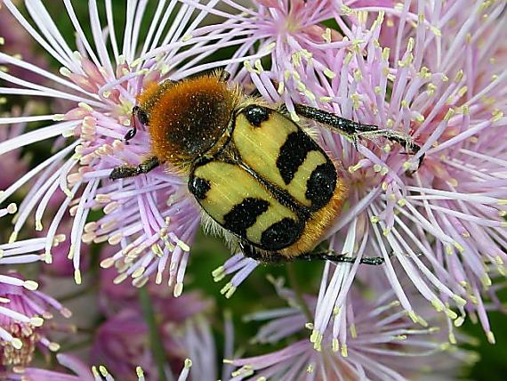 zdobenec Trichius sp.