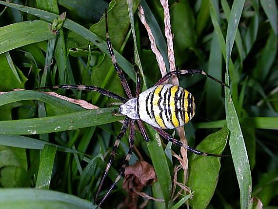 křižák pruhovaný Argiope bruennichi