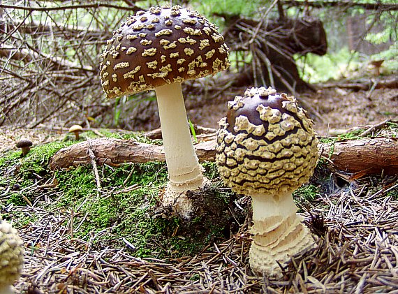 muchotrávka kráľovská Amanita regalis (Fr.) Michael