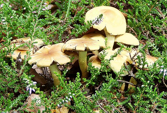 strapcovka tehlovočervená Hypholoma lateritium (Schaeff.) P. Kumm.