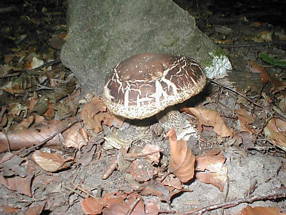 kozák hrabový Leccinum pseudoscabrum (Kallenb.) Šutara