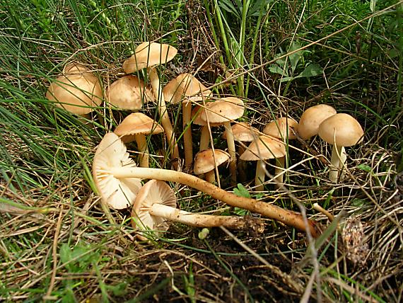 tanečnica poľná Marasmius oreades (Bolton) Fr.