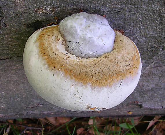 práchnovec kopytovitý Fomes fomentarius (L.) J.J. Kickx