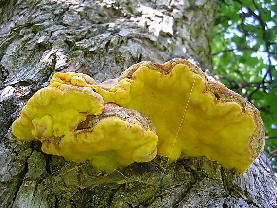 sírovec obyčajný Laetiporus sulphureus (Bull.) Murrill