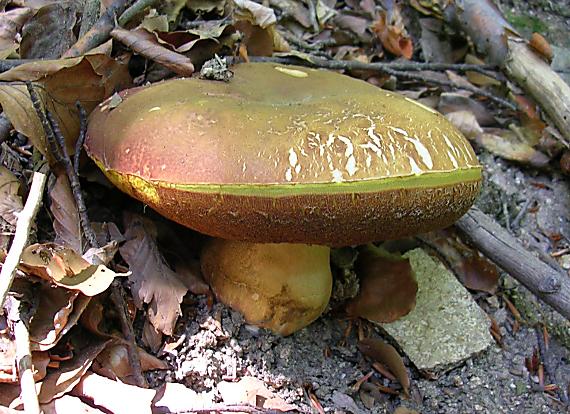 hríb sosnový Boletus pinophilus Pil. et Dermek in Pil.