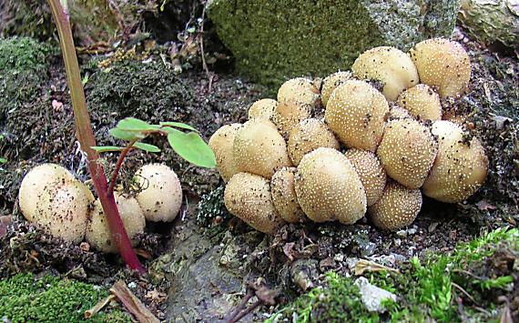 hnojník ligotavý Coprinellus micaceus (Bull.) Vilgalys, Hopple & Jacq. Johnson