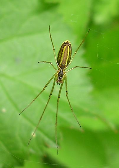 čeľustnatka trstinová Tetragnatha extensa (L.) ?